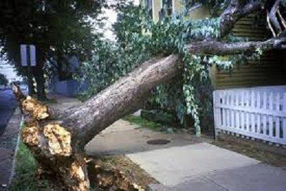 Tree Root Removal Service