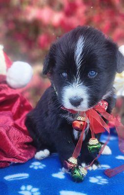 Just another adorable Portusky pup with blue eyes