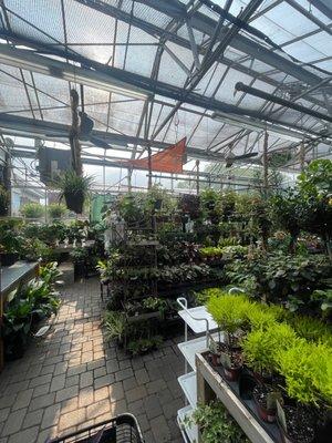 Green house plants