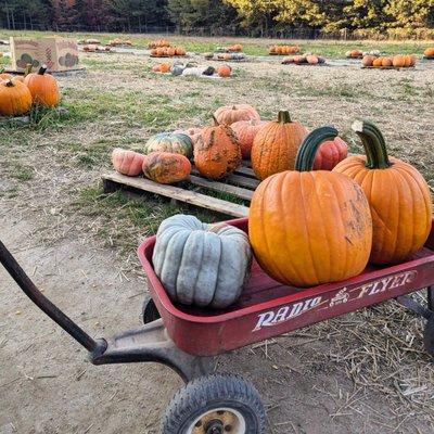 Skinquarter market pumpkin patch