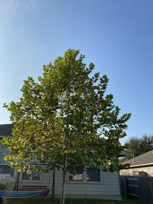 Mexican Sycamore 4 years in.