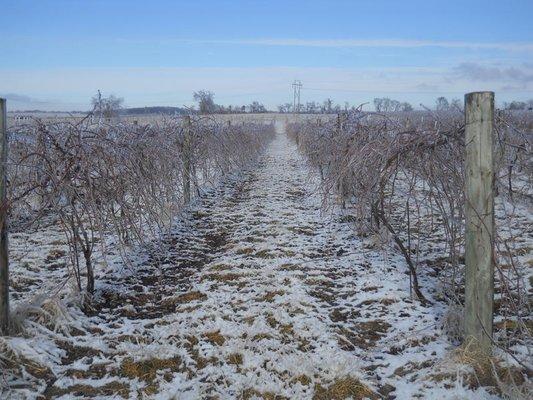 Winter in the Vineyard