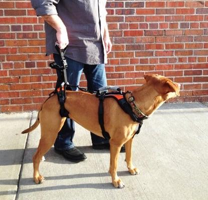 Using the Help 'Em Up Harness handle on the hips only can keep your dog with dysplasia stable.