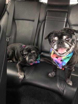 Happy 10 year old pugs after grooming at Pierre's!