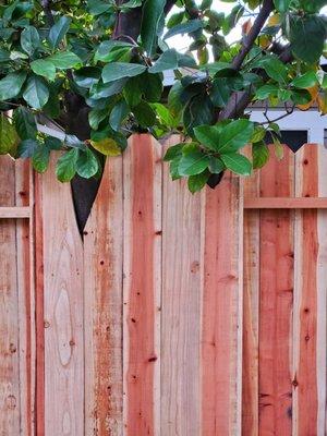 Incorporating trees into our fence