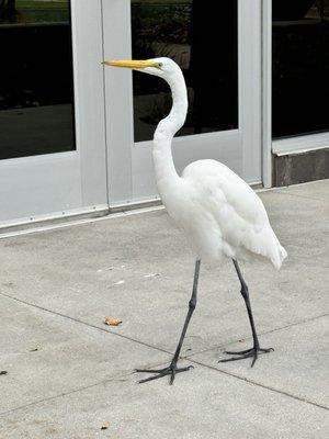 Egret!