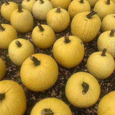 Mellow Yellow Pumpkins