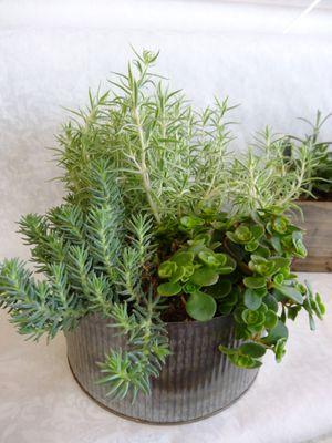 unique plants and gifts