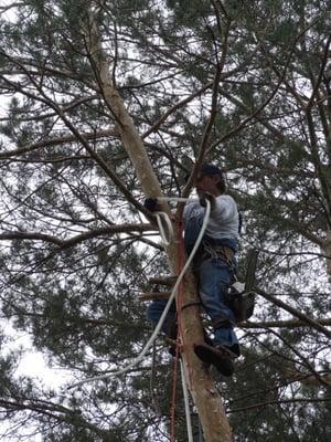 I'm setting the rope so I can cut the top of the tree out and rope it to the ground.