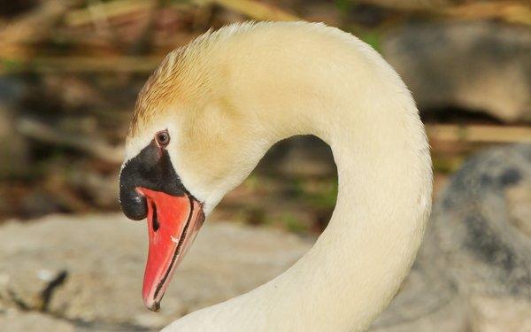 Trumpeter Swan