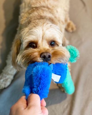 Pablo loves tug of war