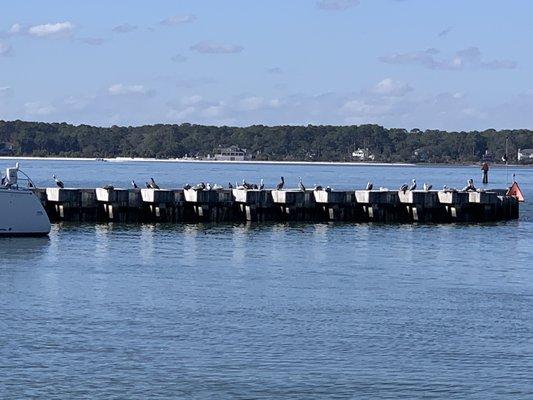 Pelicans at end of the pier