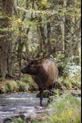 We were able to see the elk in their own environment