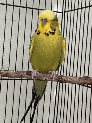 My English Budgie, Big Ben