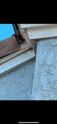 Squirrel on roof, under tiles