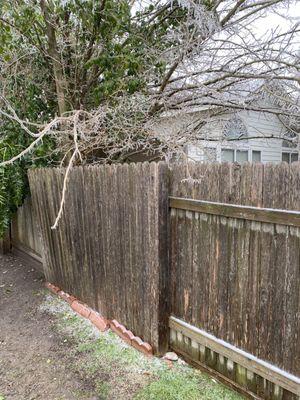 Fence post broken and trees not maintained!