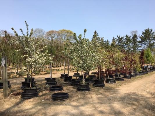 Huge selection of ornamental trees