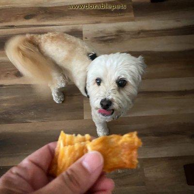 Dog looking up at treats in person's hands