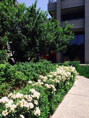 Entrance from Clarendon St