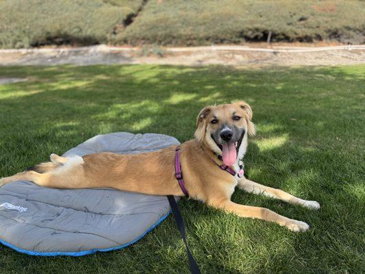 My girl Kaya practicing her "relax on a mat" exercise at the park while watching dogs walk by without barking or whining