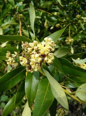 Close up of honey perfumed Bay Laurel blossoms.