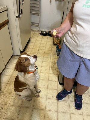 Another Wyoming Bakery day. This bakery is Sneaky Pete approved! ( he loves a cake donut with sprinkles!!!