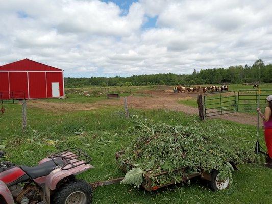 Pricker bush removal fence line clean up. Ironwood Michigan