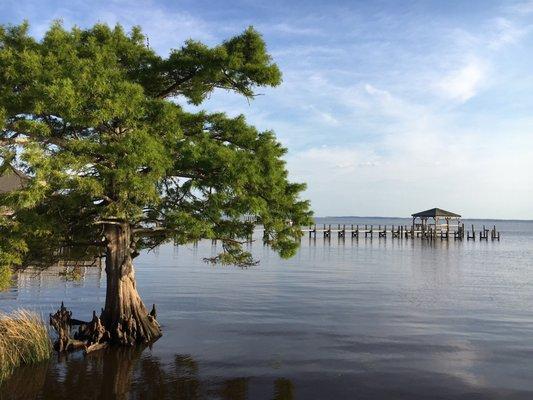 Cypress tree in the water.