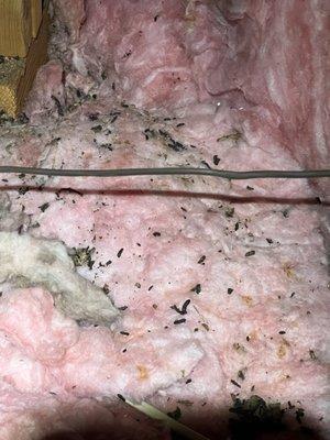 Rodent can destroy your attic!