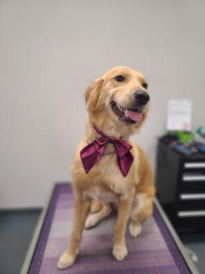 My dogs cute bow they gave with the grooming!