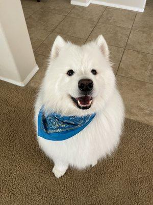 Our Samoyed boy Kona