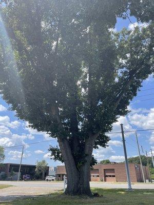 What a great tree! Huge, and area to play with our dog a bit.