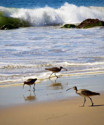 Whimbrels fishing for sand crabs! They were feasting!