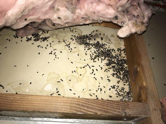 What's underneath your attic insulation?