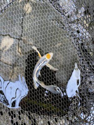 Unique butterfly ghost koi