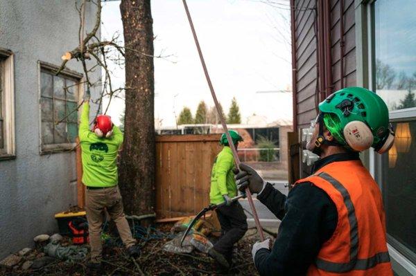 General Tree Service