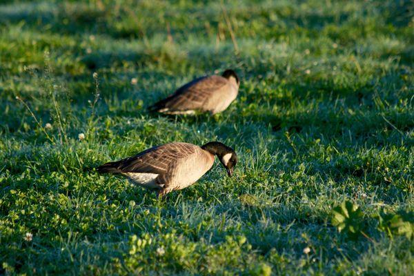 Aleutian Geese