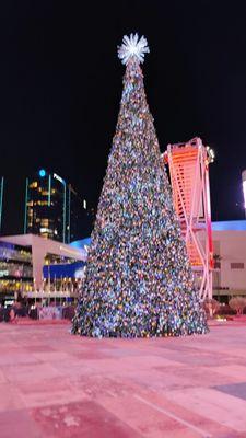 Christmas Tree sans ice skating rink  11-20-2024