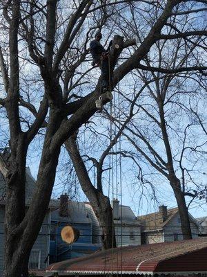 Tree Cutting