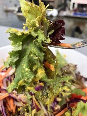 Early spring greens--delicious!