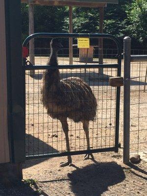 One of a few emus in a staff only area. How funny!