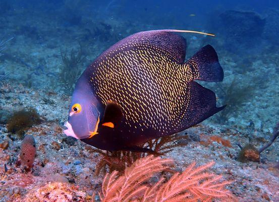 french angelfish