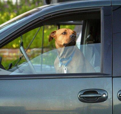 Need a ride? You bet! HPC offers Pet Taxi services. Have your pet pal arrive in style with us!