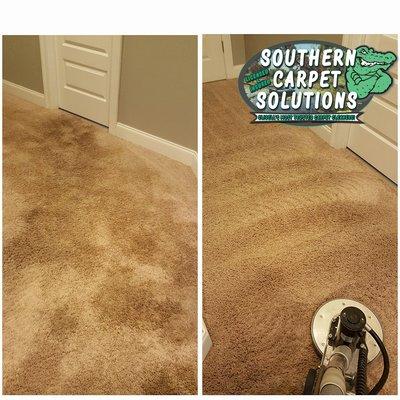 Pet Odor Removal by Southern Carpet Solutions in Mandeville, Louisiana! We are able to remove the smell and stains from your carpet!