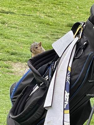 We had a friend come cheer us on while we were on hole 8. We named him Max :)