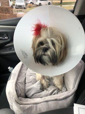 Lucy post-op