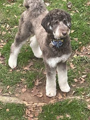 We are so excited about Scouts new haircut!