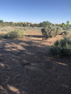 There is also an awesome dog park!!!