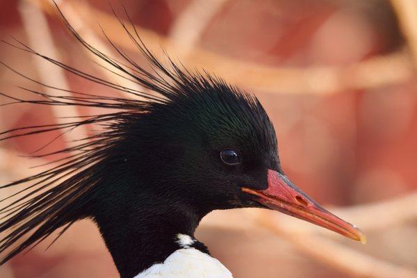 Chinese Merganser