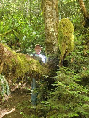 Lichen/moss covered trees all over old growth forests in ONP.